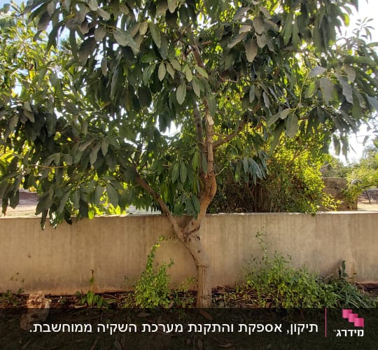 עץ עם עלים ירוקים ליד קיר בטון בגינה